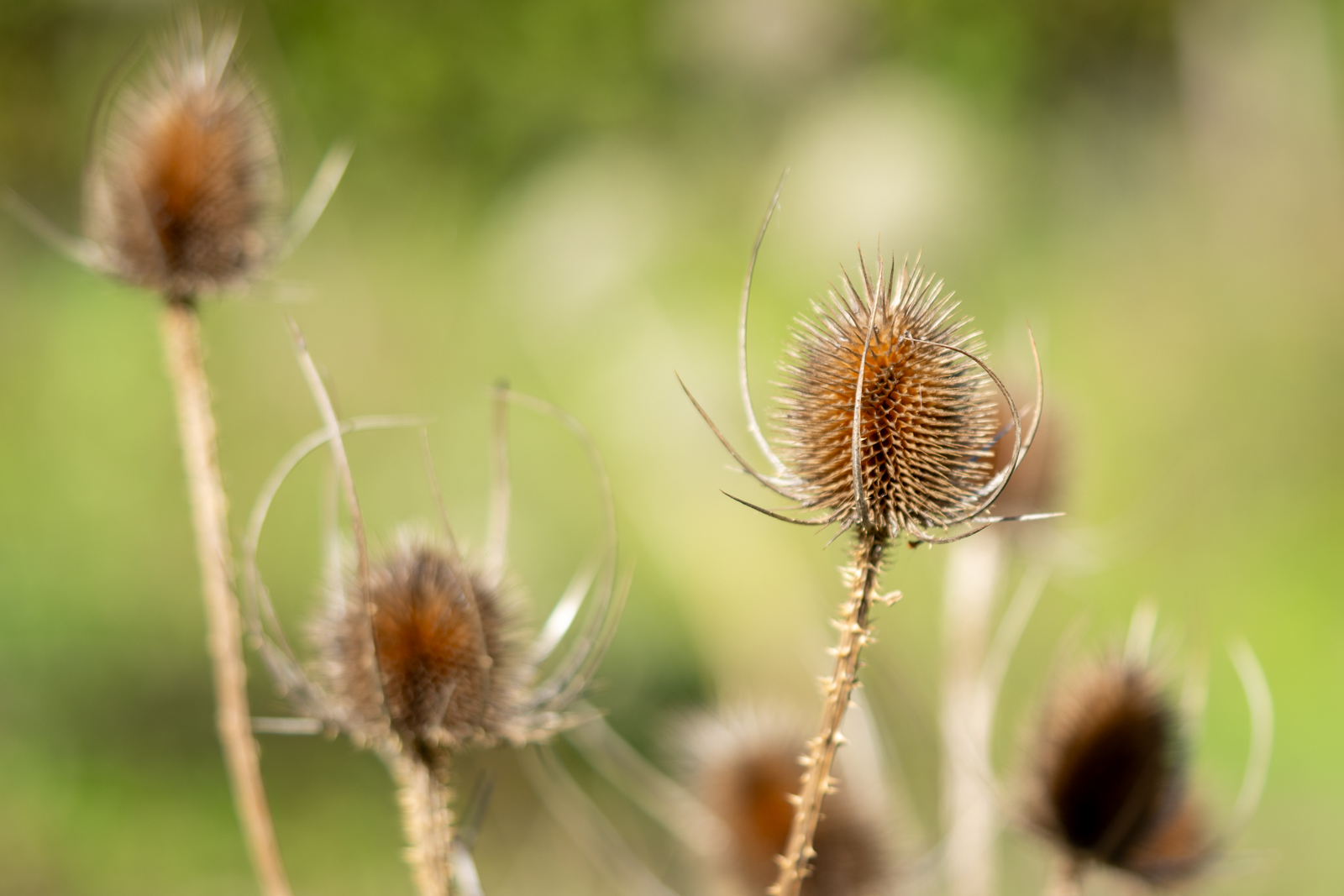 Photography by Chris Allington